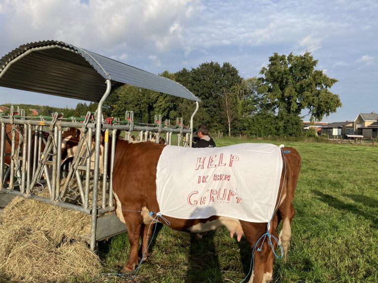 koeien protesteren mee tegen het RUP